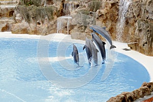 Jumping dolphins with rocks behind