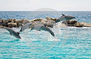 Jumping dolphins in the sea near Curacao