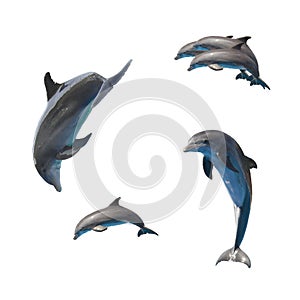 Jumping dolphins on white