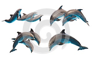 Jumping dolphins on white