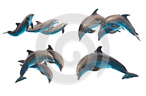 Jumping dolphins on white