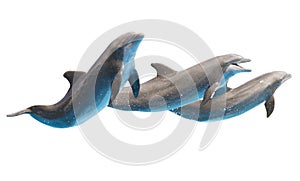 Jumping dolphins on white
