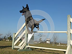 Jumping Dutch Shepherd Dog photo