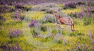 Jumping Fawn