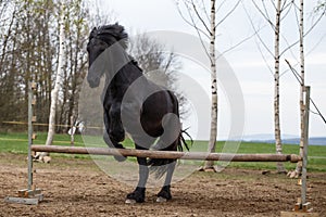 Jumping friesian horse. Equine sport.