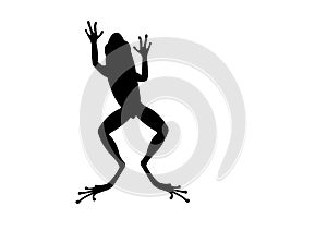 Jumping Frog Black silhouette photo