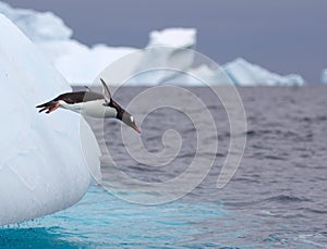 Jumping Gentoo Penguin