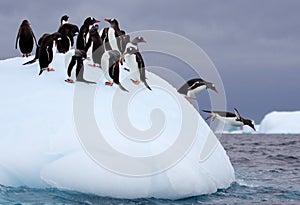 Jumping Gentoo Penguins photo