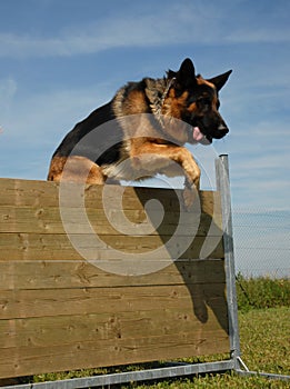 Jumping german shepherd