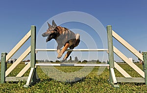 Jumping german shepherd