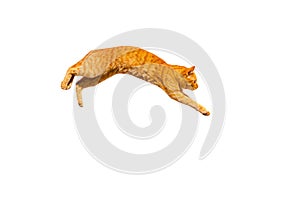 Jumping ginger cat isolated on a white background