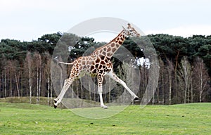 Jumping giraffe