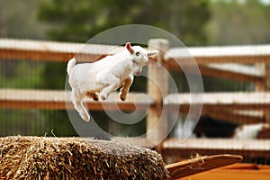 Jumping Goat