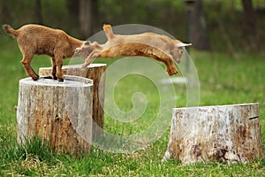 Jumping Goat