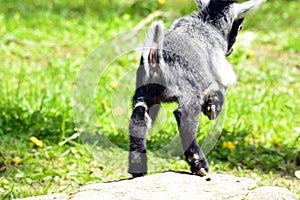 Jumping Goat