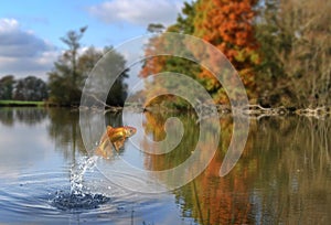 Jumping gold fish