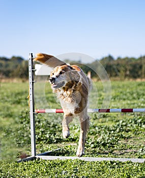 Jumping golden retriever