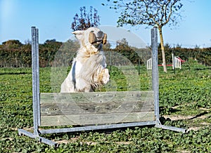 Jumping golden retriever