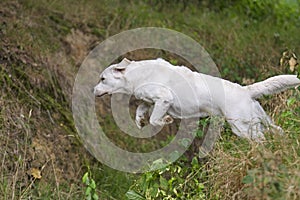 Jumping Golden Retriever