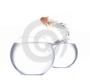 Jumping goldfish