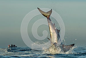 Jumping Great White Shark.