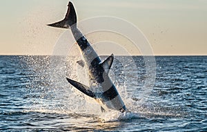 Jumping Great White Shark. Breaching in attack. Scientific name: Carcharodon carcharias. South Africa