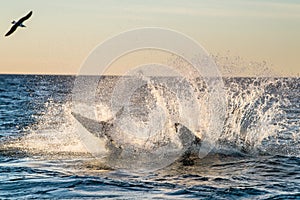 Jumping Great White Shark. Breaching in attack. Scientific name: Carcharodon carcharias. South Africa