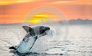 Jumping Great White Shark. Red sky sunrise