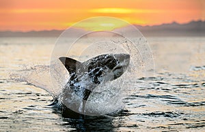 Jumping Great White Shark. Red sky of sunrise. Great White Shark breaching in attack.
