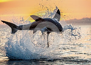 Jumping Great White Shark. Red sky of sunrise. Great White Shark breaching in attack. Scientific name: Carcharodon carcharias.