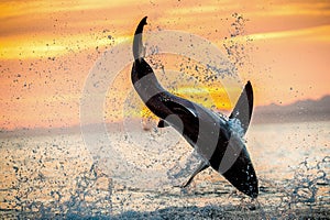 Jumping Great White Shark. Red sky of sunrise. Great White Shark breaching in attack. Scientific name: Carcharodon carcharias.