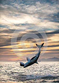 Jumping Great White Shark. South Africa