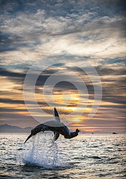 Jumping Great White Shark. Sunrise sky backround.   Scientific name: Carcharodon carcharias. South Africa