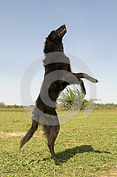 Jumping groenendael