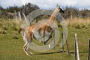 Jumping Guanaco