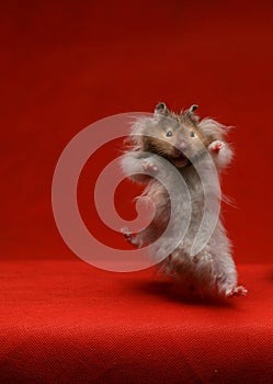 Jumping hamster - mouse