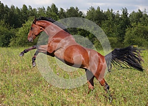 Jumping horse