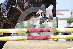 Jumping horse photo