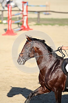 Jumping horse canter across the track