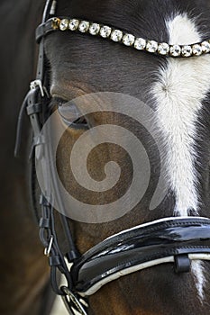 A jumping horse with a decoration on its forehead