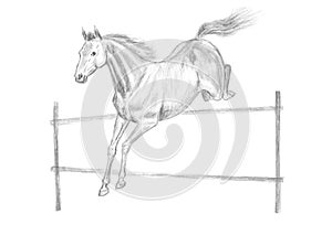 Jumping horse drawing