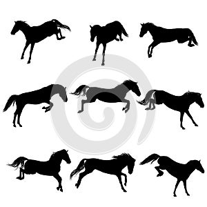 Jumping horses