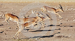 Jumping Impala antelope, africa safari wildlife