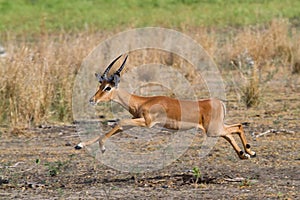Jumping impala ram