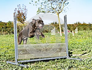 Jumping italian mastiff