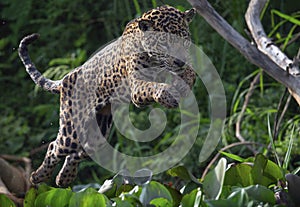 Jumping Jaguar. Green natural background. Panthera onca. Natural habitat. Cuiaba river,  Brazil photo