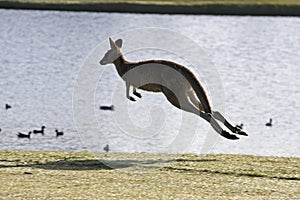 Jumping kangaroo