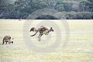 Jumping kangaroo at dawn in Kangaroo Island, South Australia