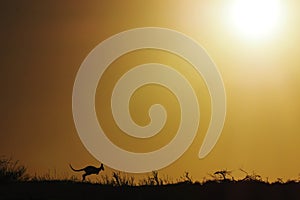 Jumping Kangaroo in the morning sun