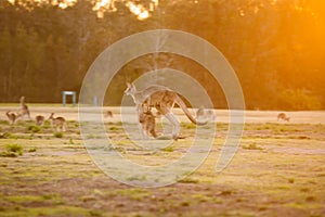 Jumping kangaroo at sunset